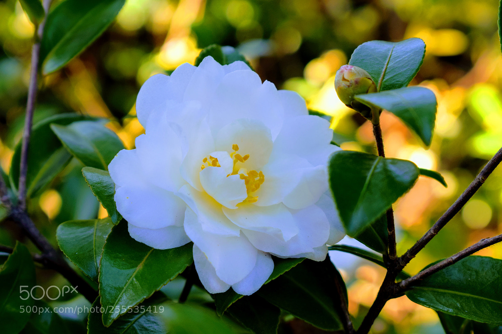 Nikon D3300 sample photo. Dsc photography