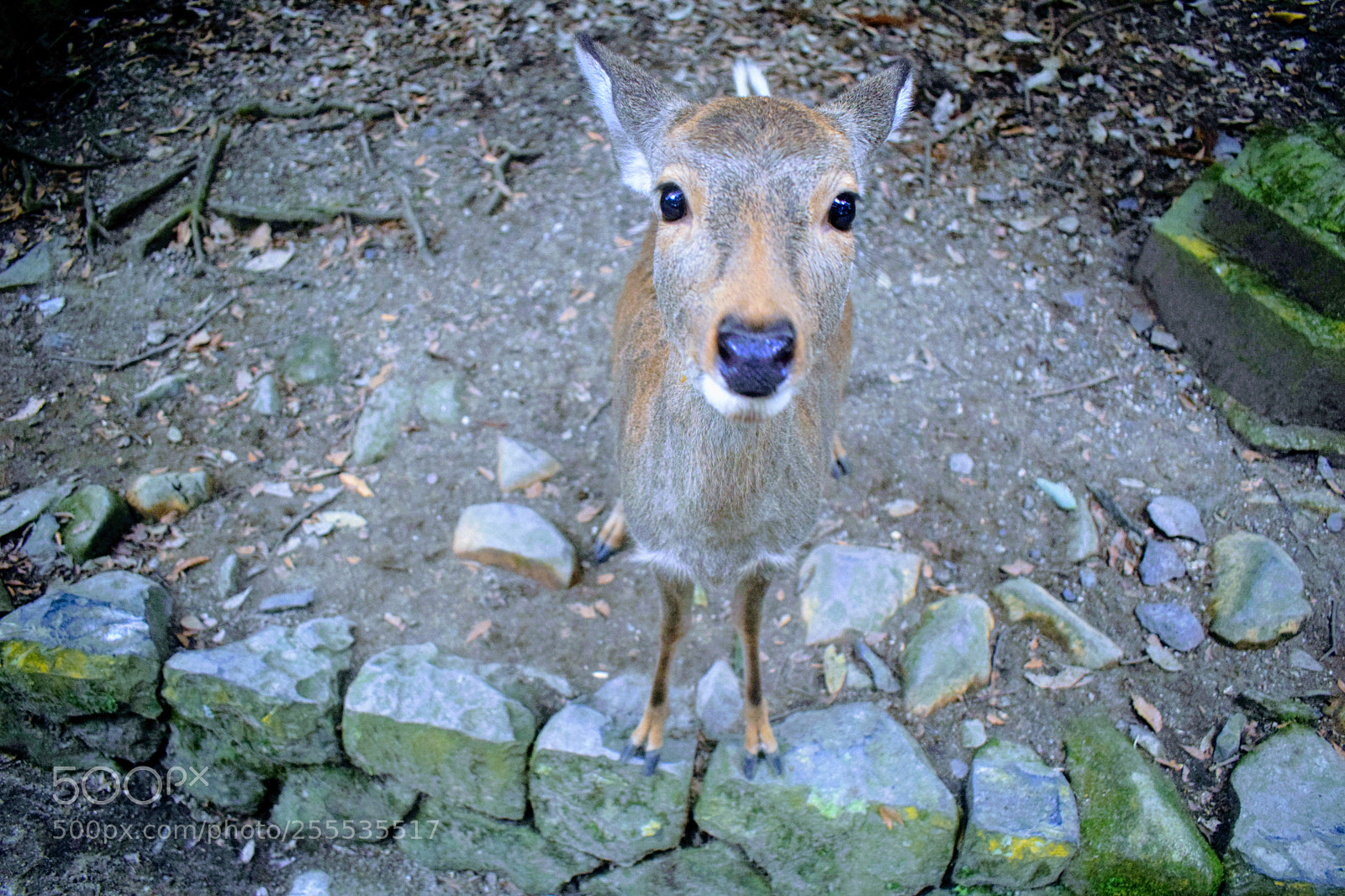 Nikon D3300 sample photo. Japanese deer photography