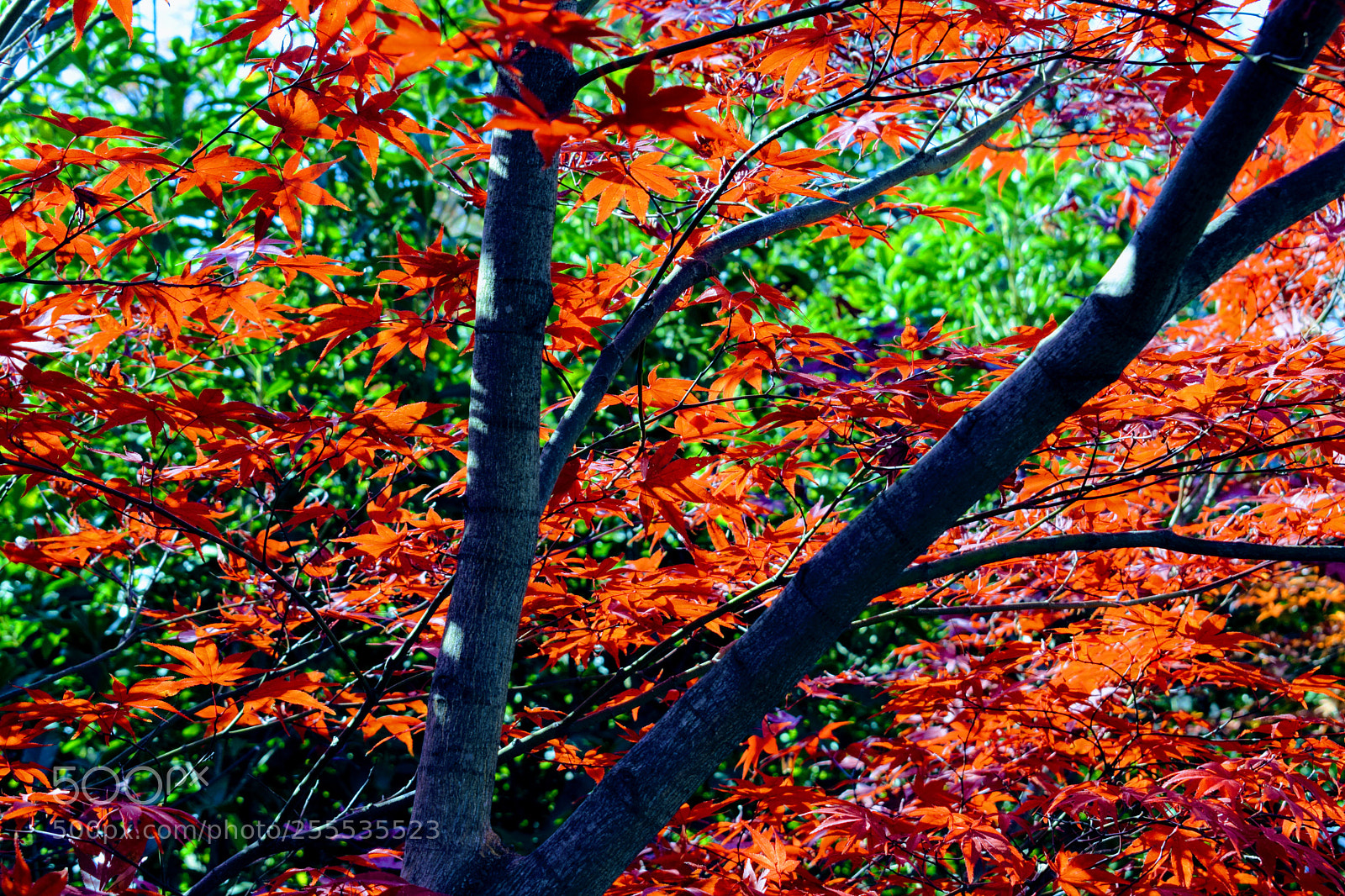 Nikon D3300 sample photo. Dsc photography