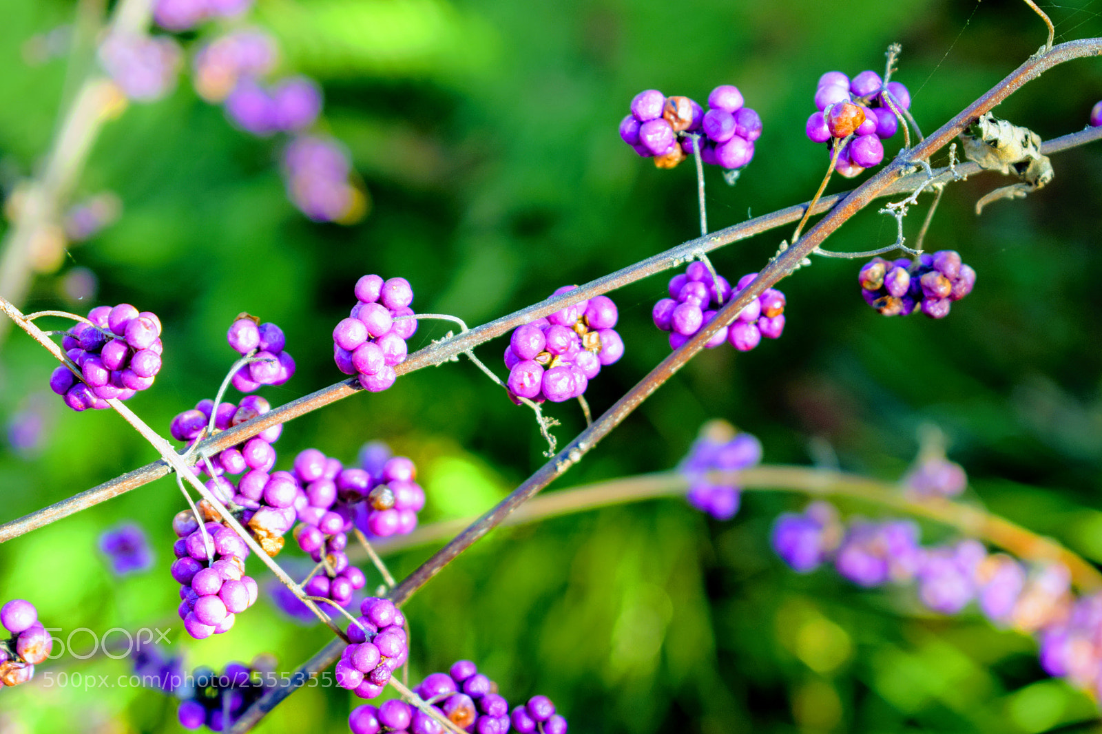 Nikon D3300 sample photo. () photography