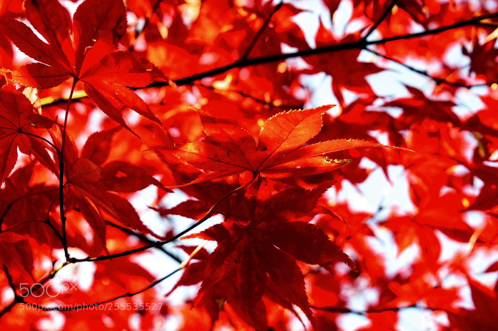 Nikon D3300 sample photo. Dsc photography