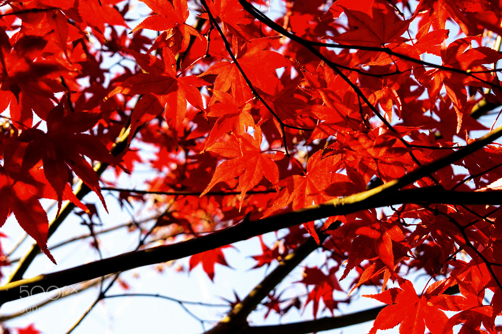 Nikon D3300 sample photo. Japanese autumn maple leaves photography