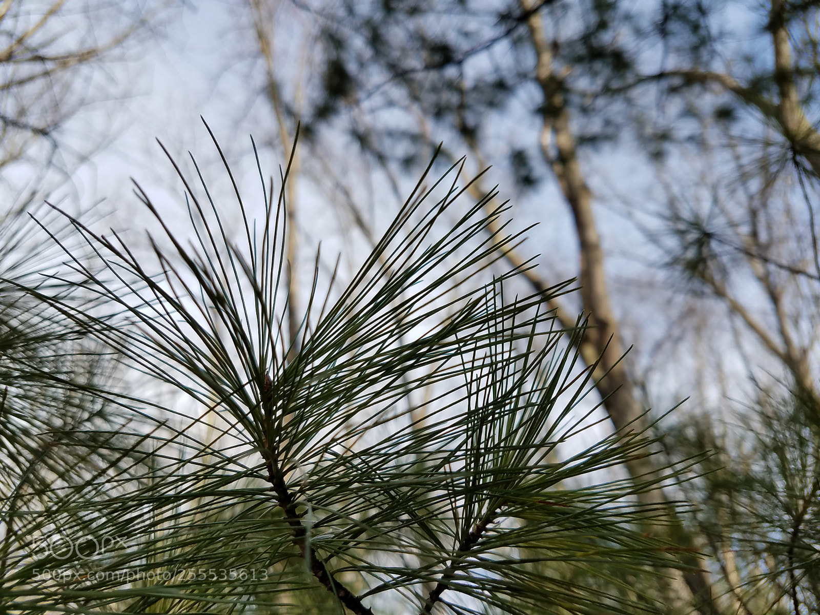 Samsung Galaxy S7 Edge sample photo. White pine sky photography