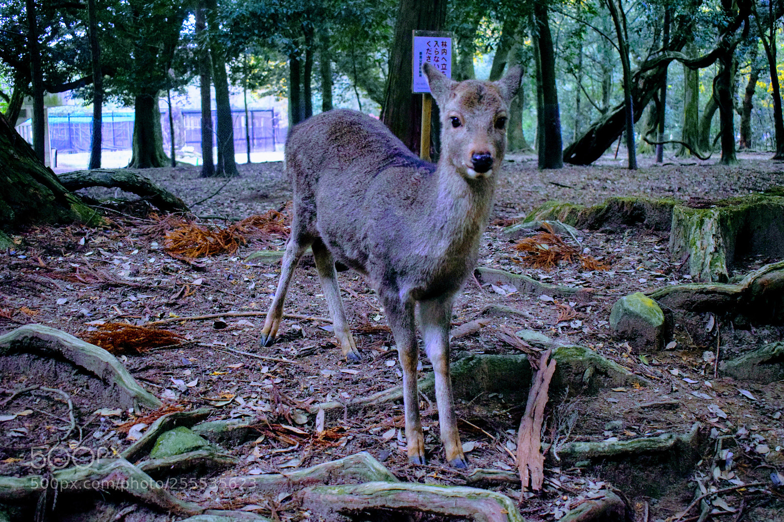 Nikon D3300 sample photo. Dsc photography