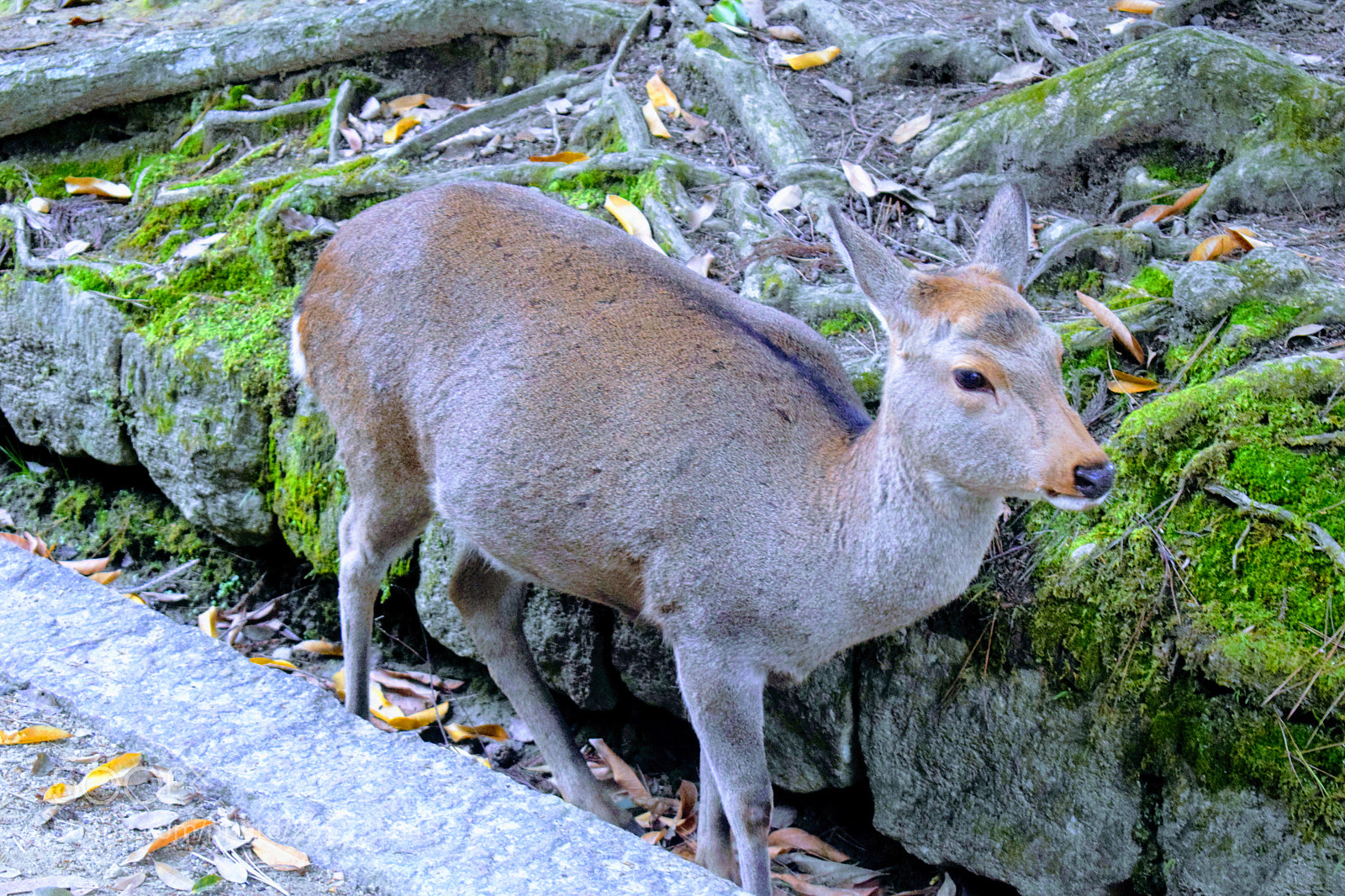 Nikon D3300 sample photo. Dsc photography