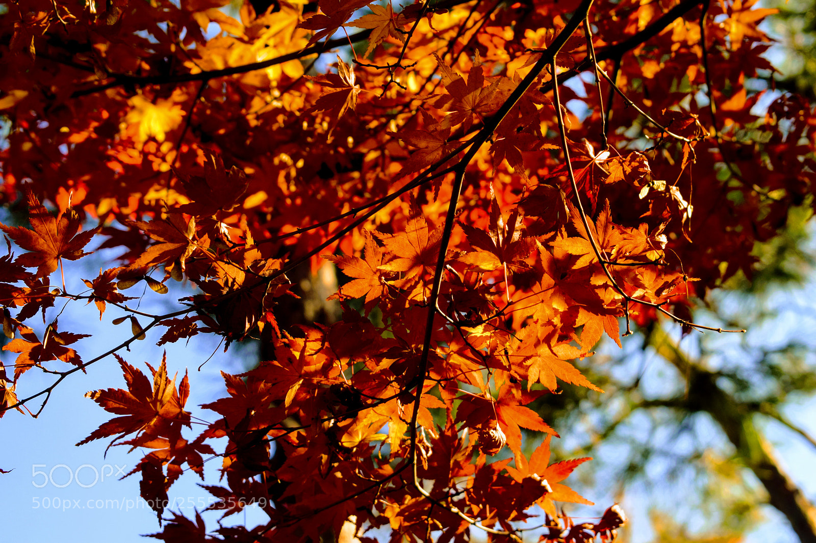 Nikon D3300 sample photo. Japanese autumn maple leaves photography