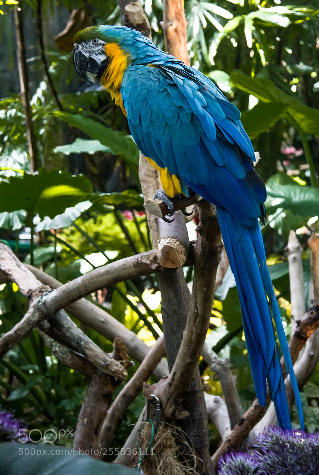 Canon EOS 550D (EOS Rebel T2i / EOS Kiss X4) sample photo. Bright blue bird photography
