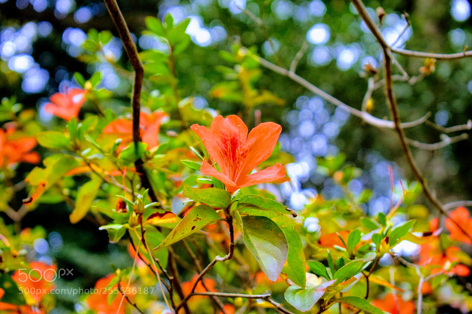 Nikon D3300 sample photo. Dsc photography