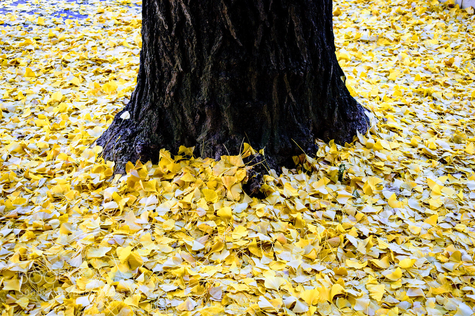 Nikon D3300 sample photo. () photography