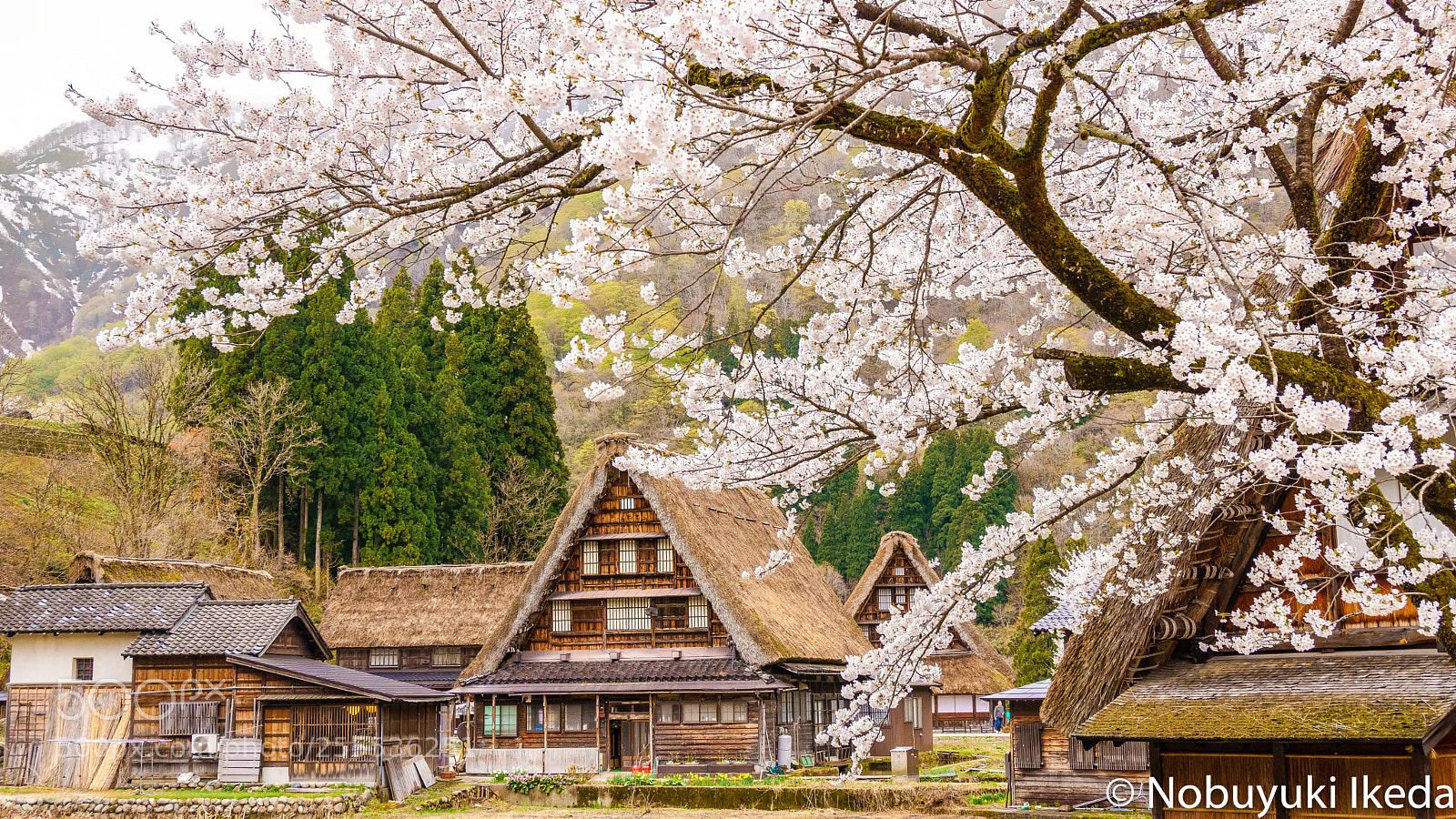 Sony a6000 sample photo. Cherry blossoms in the photography