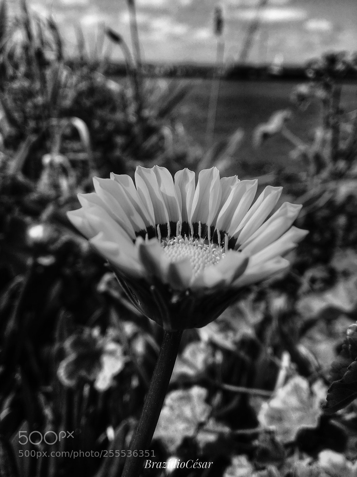 Apple iPhone 6s sample photo. Untitled photography
