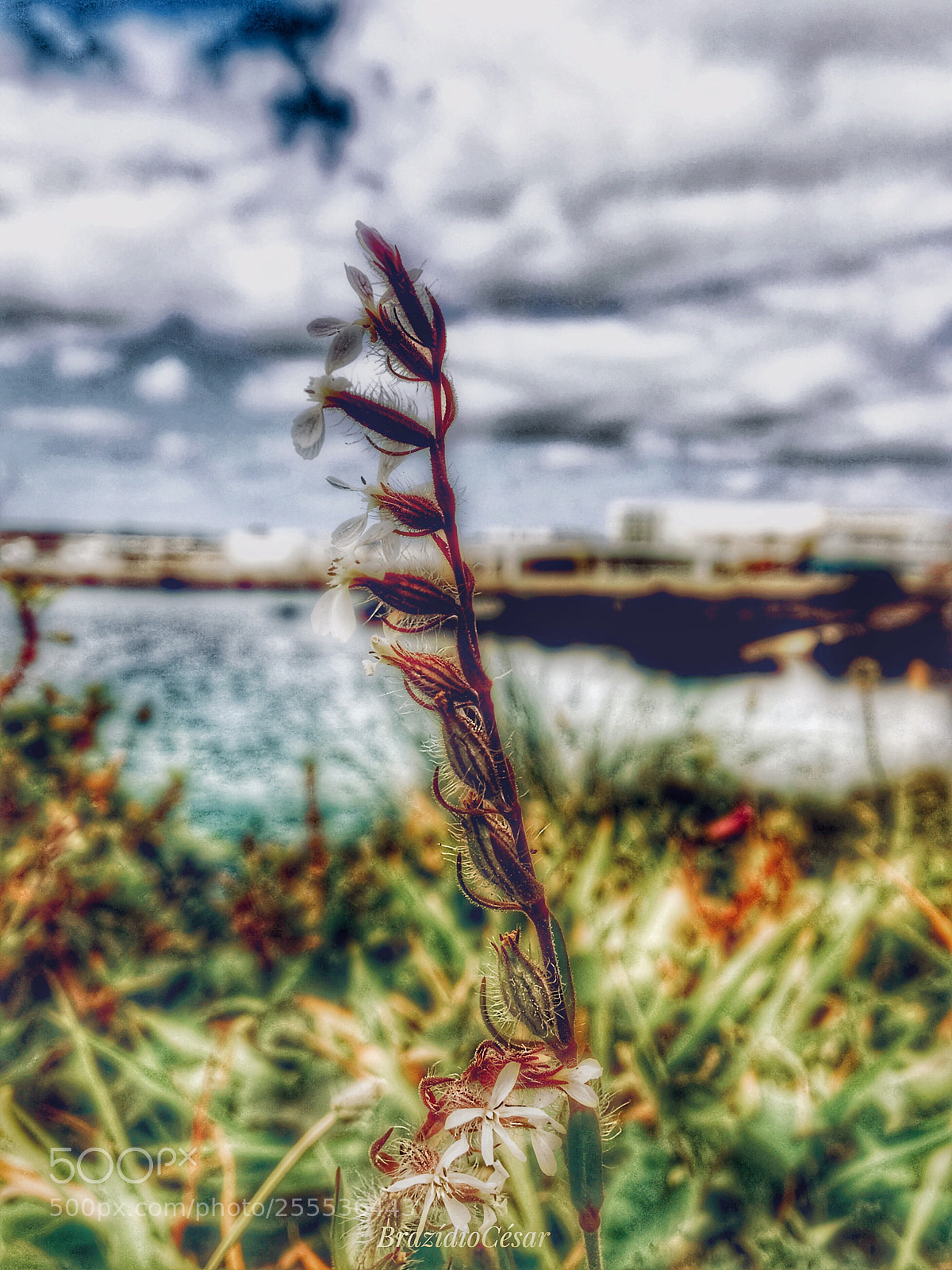 Apple iPhone 6s sample photo. Untitled photography