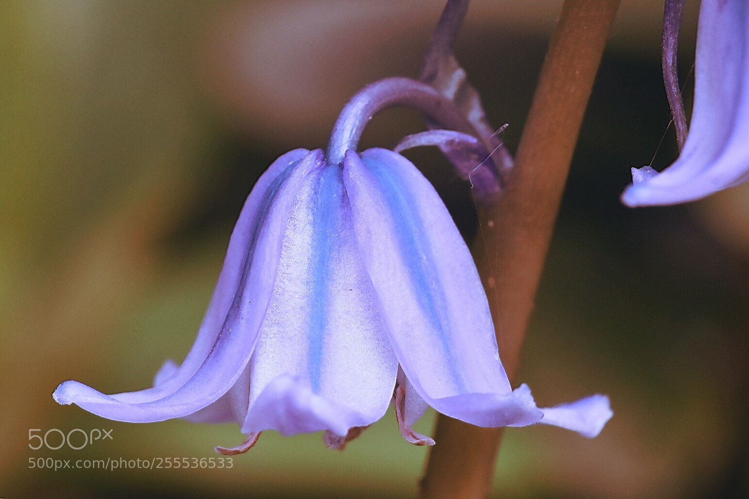 Nikon D5600 sample photo. Blue bell photography