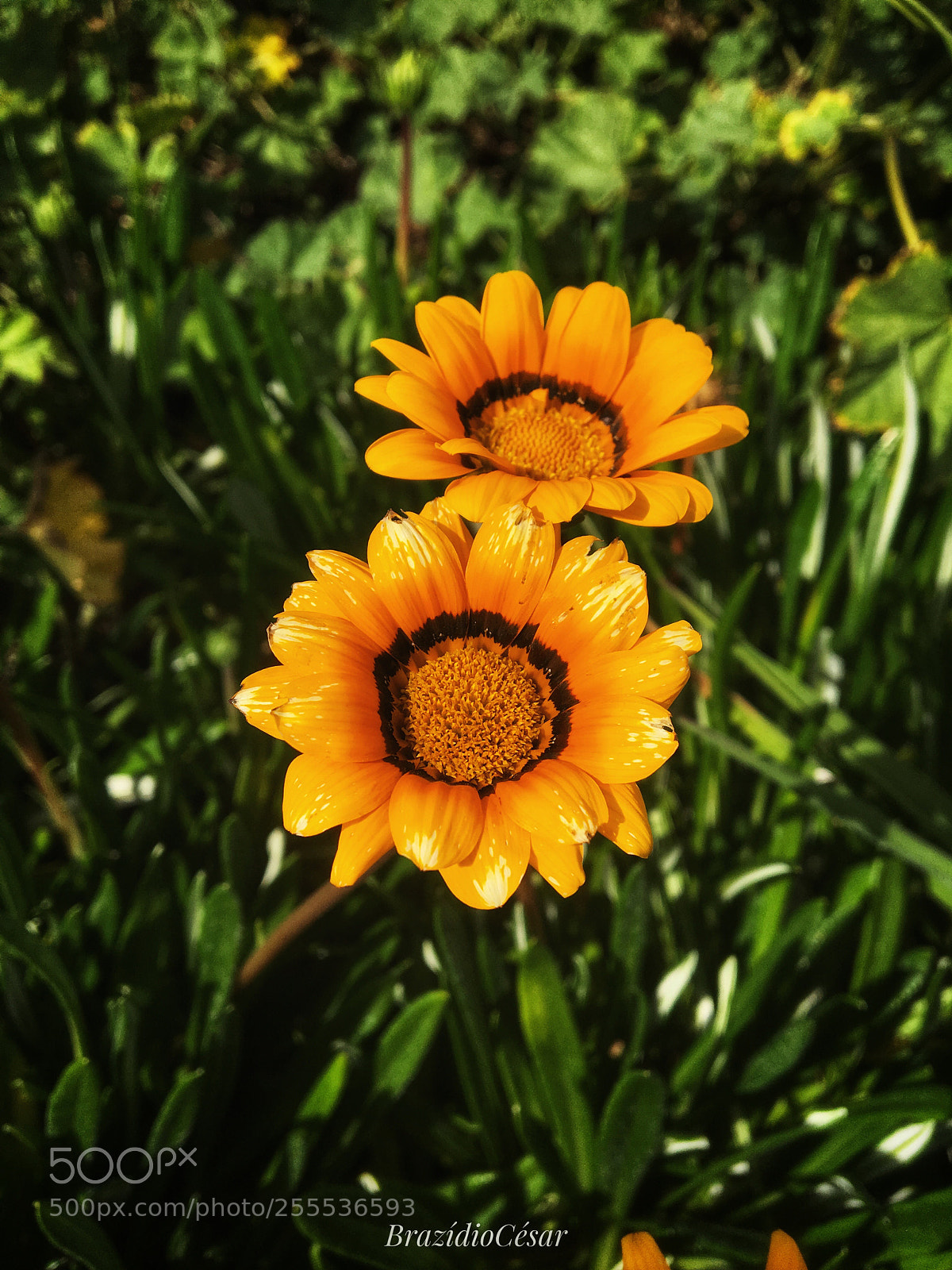 Apple iPhone 6s sample photo. Untitled photography