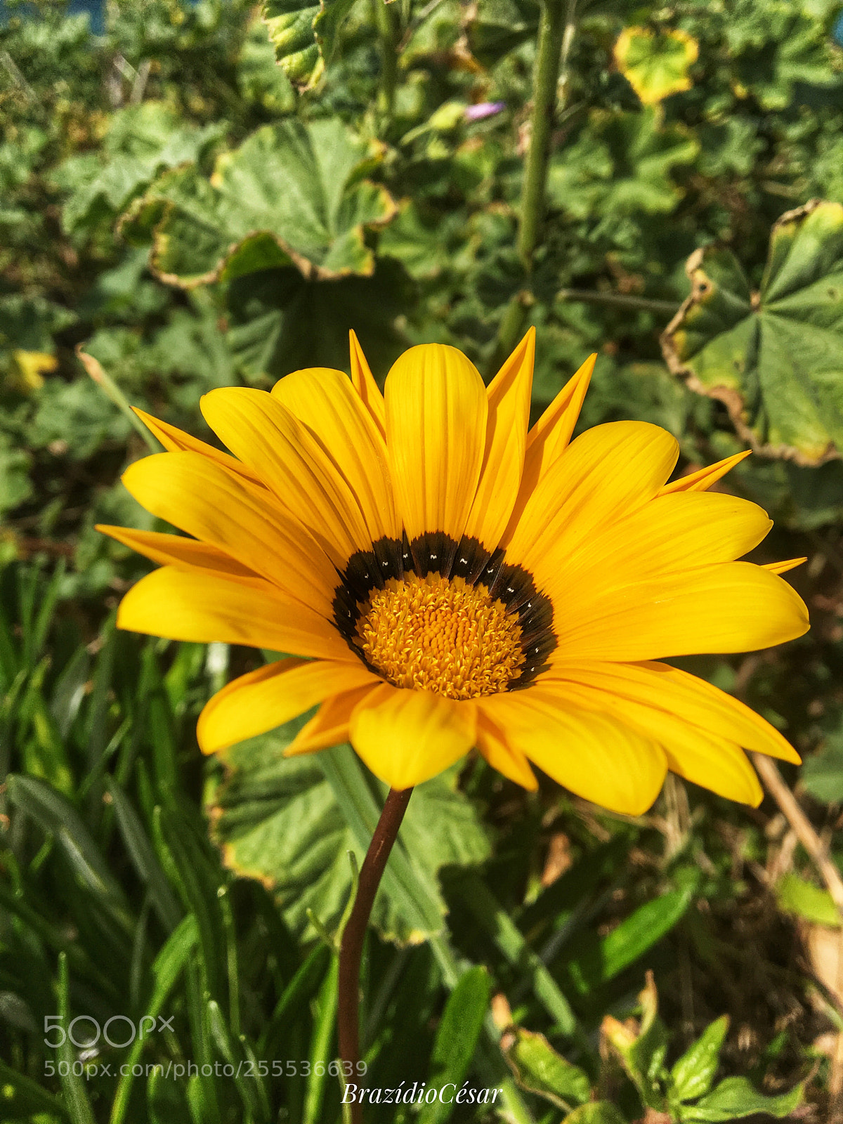 Apple iPhone 6s sample photo. Untitled photography