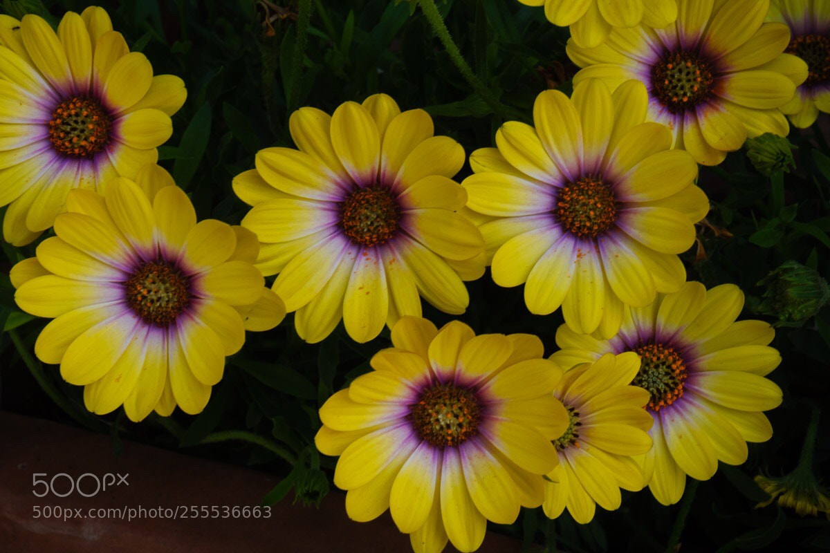 Fujifilm X-E3 sample photo. Yellow! photography