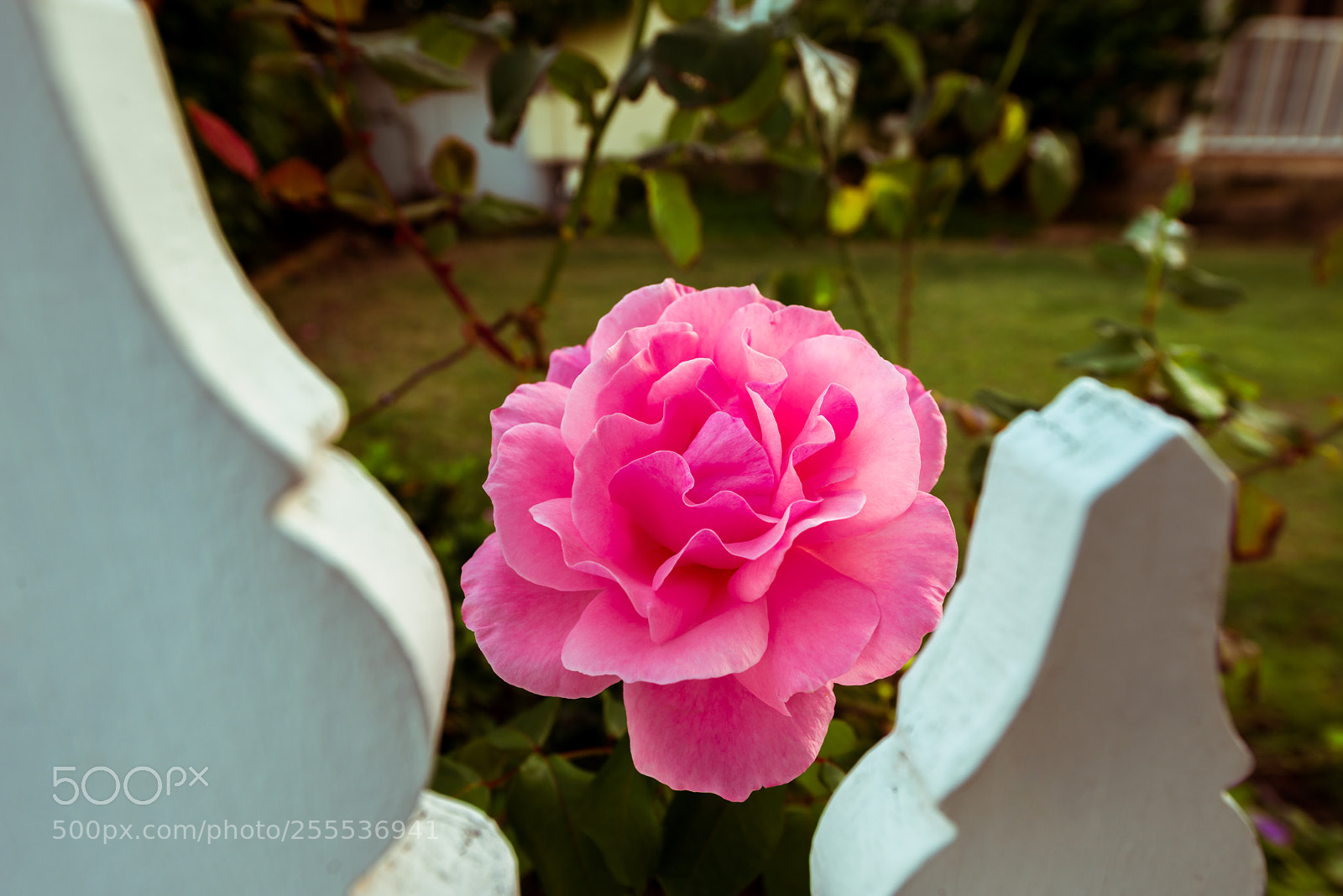 Nikon D800E sample photo. Blossom photography