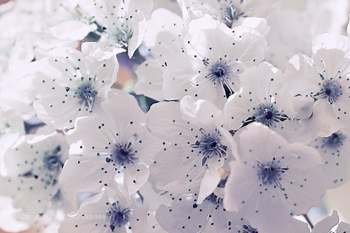 Nikon D5600 sample photo. Blossoming... photography