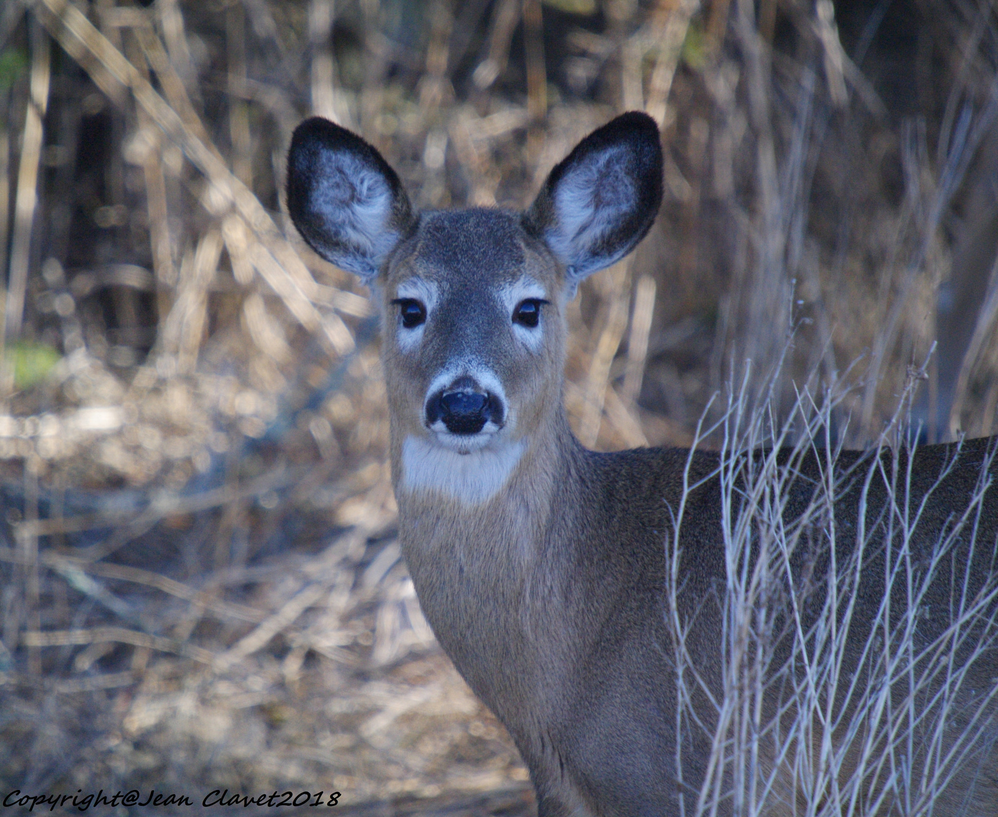 Pentax K-7 + Sigma sample photo. Cerf de virginie/ white-tailed deer photography
