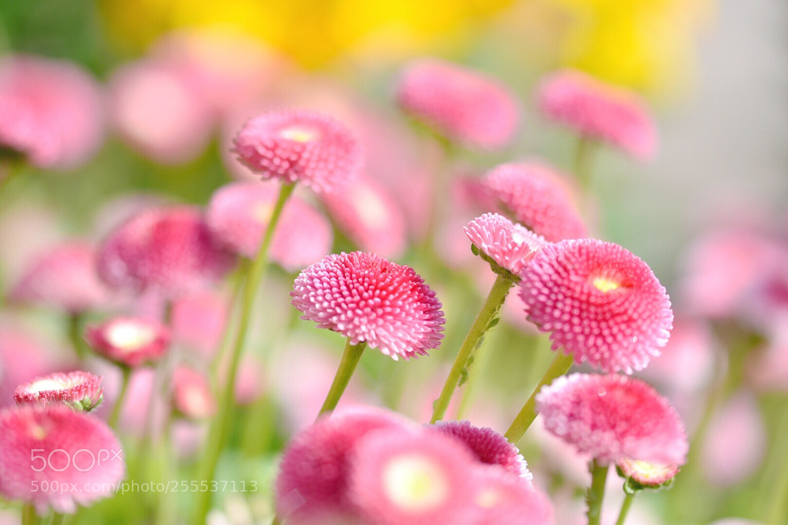 Nikon D5600 sample photo. Pink daisies  photography