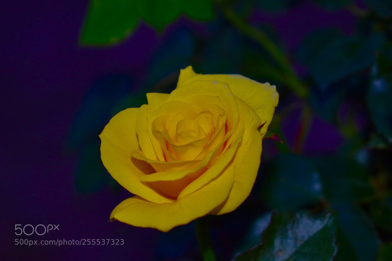 Nikon D3400 sample photo. Little yellow rose! photography