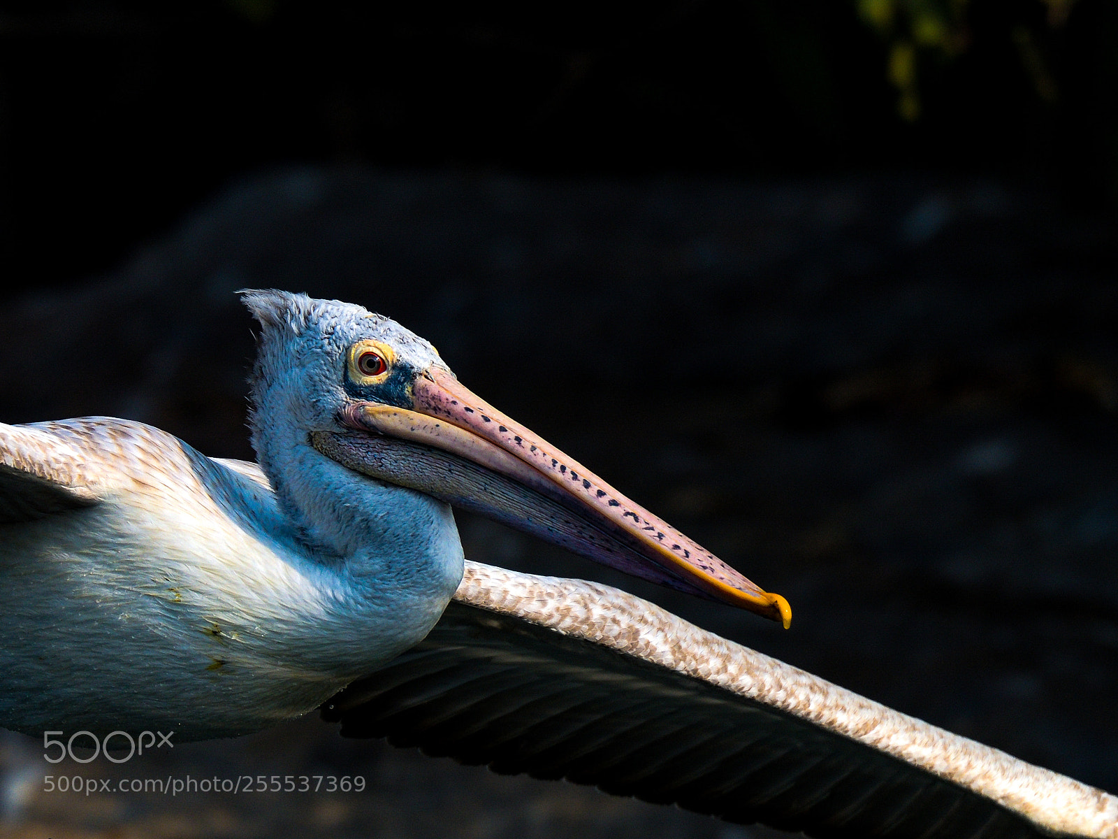 Nikon D850 sample photo. Spot billed pelican photography