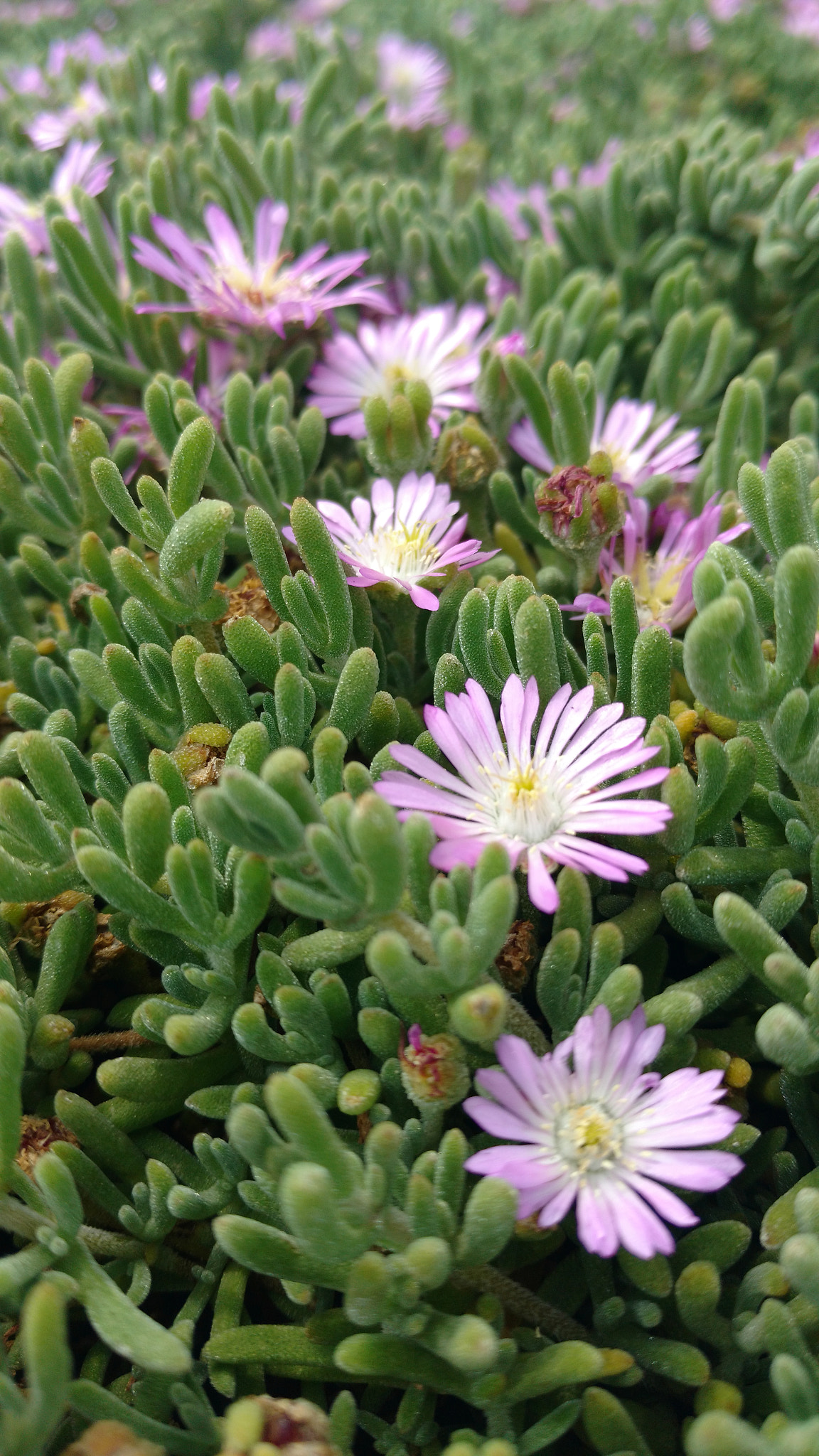 Motorola Moto X Play sample photo. Naturaleza de banqueta photography