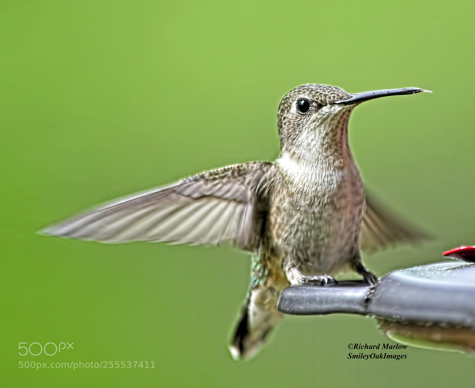 Nikon D5000 sample photo. Hummingbird photography