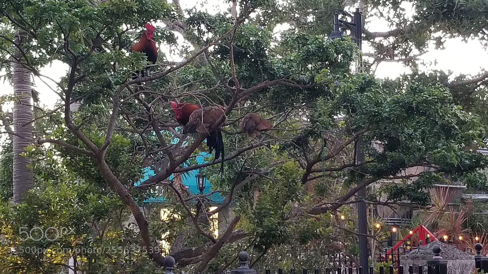 Samsung Galaxy S8 sample photo. Roosters roosting photography