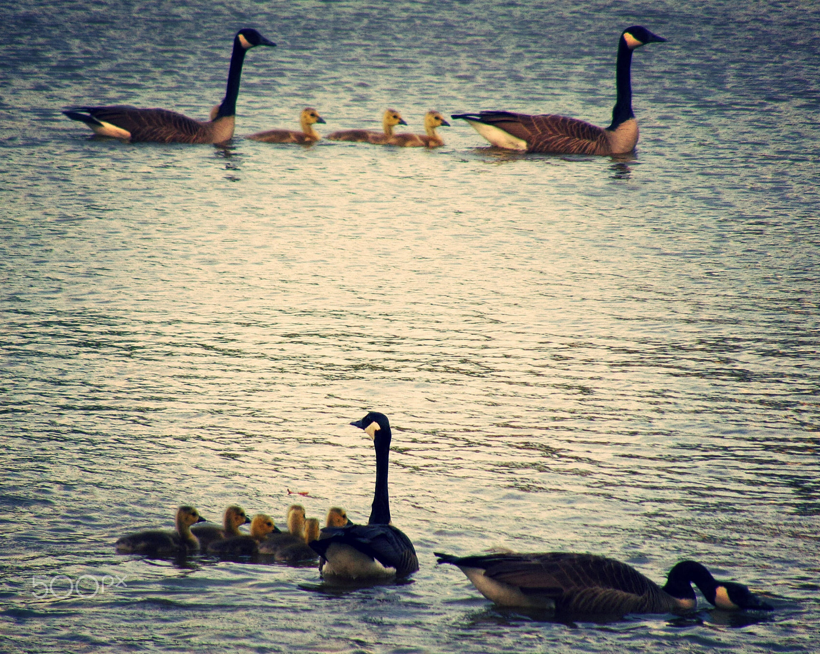 Kodak PIXPRO AZ251 sample photo. Gaggle of geese in spring photography