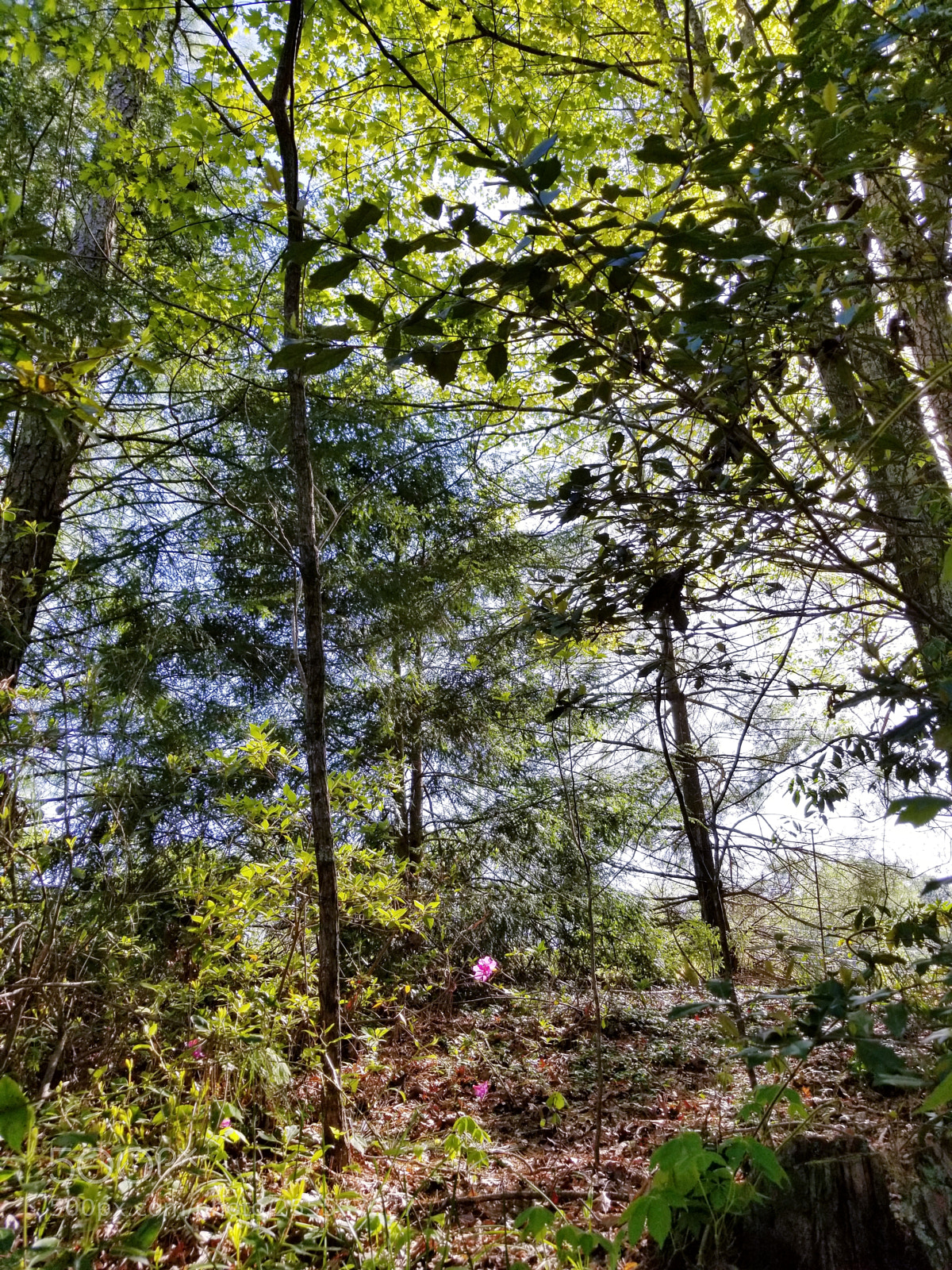 Samsung Galaxy S8+ sample photo. Light photography