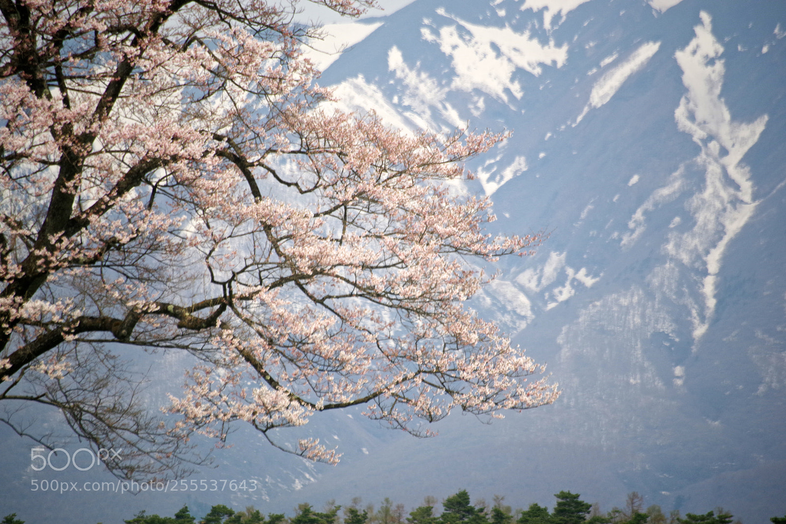 Pentax K-1 sample photo. Sakura and peak photography