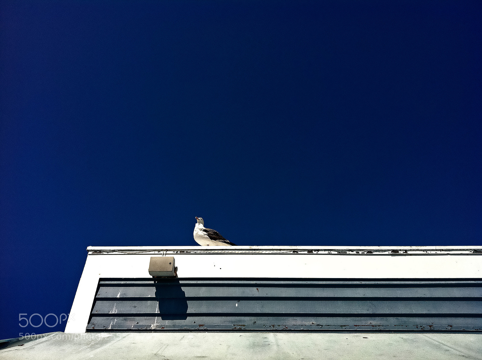 Apple iPhone 4 sample photo. Gull on a hot photography