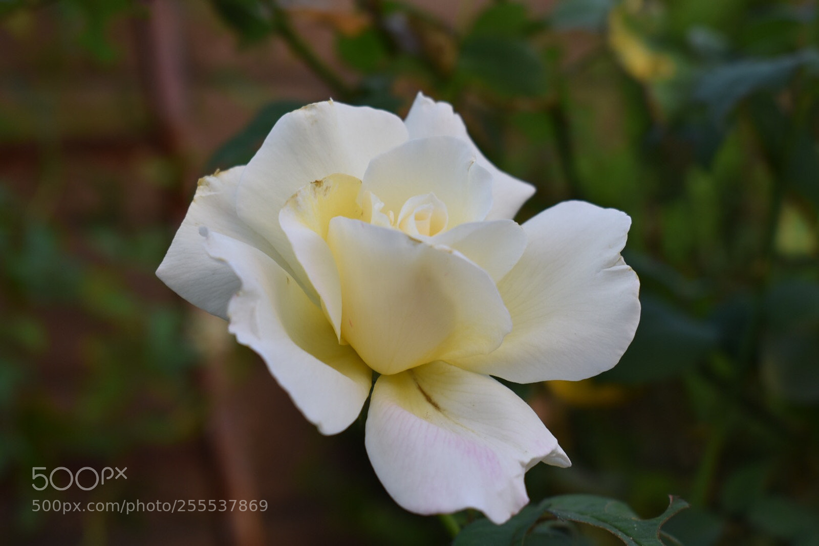 Nikon D5600 sample photo. Untitled photography
