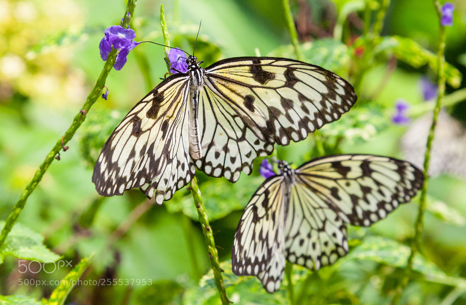 Canon EOS 5D Mark II sample photo. Cream and black butterflies photography