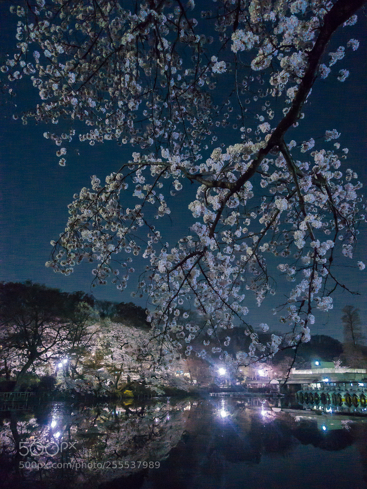 Sony Cyber-shot DSC-RX100 III sample photo. Night park photography