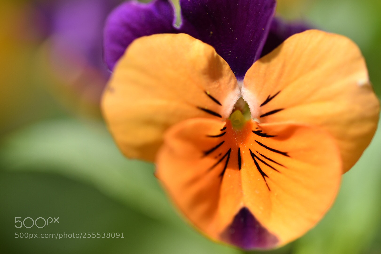 Nikon D5600 sample photo. The colours of nature  photography