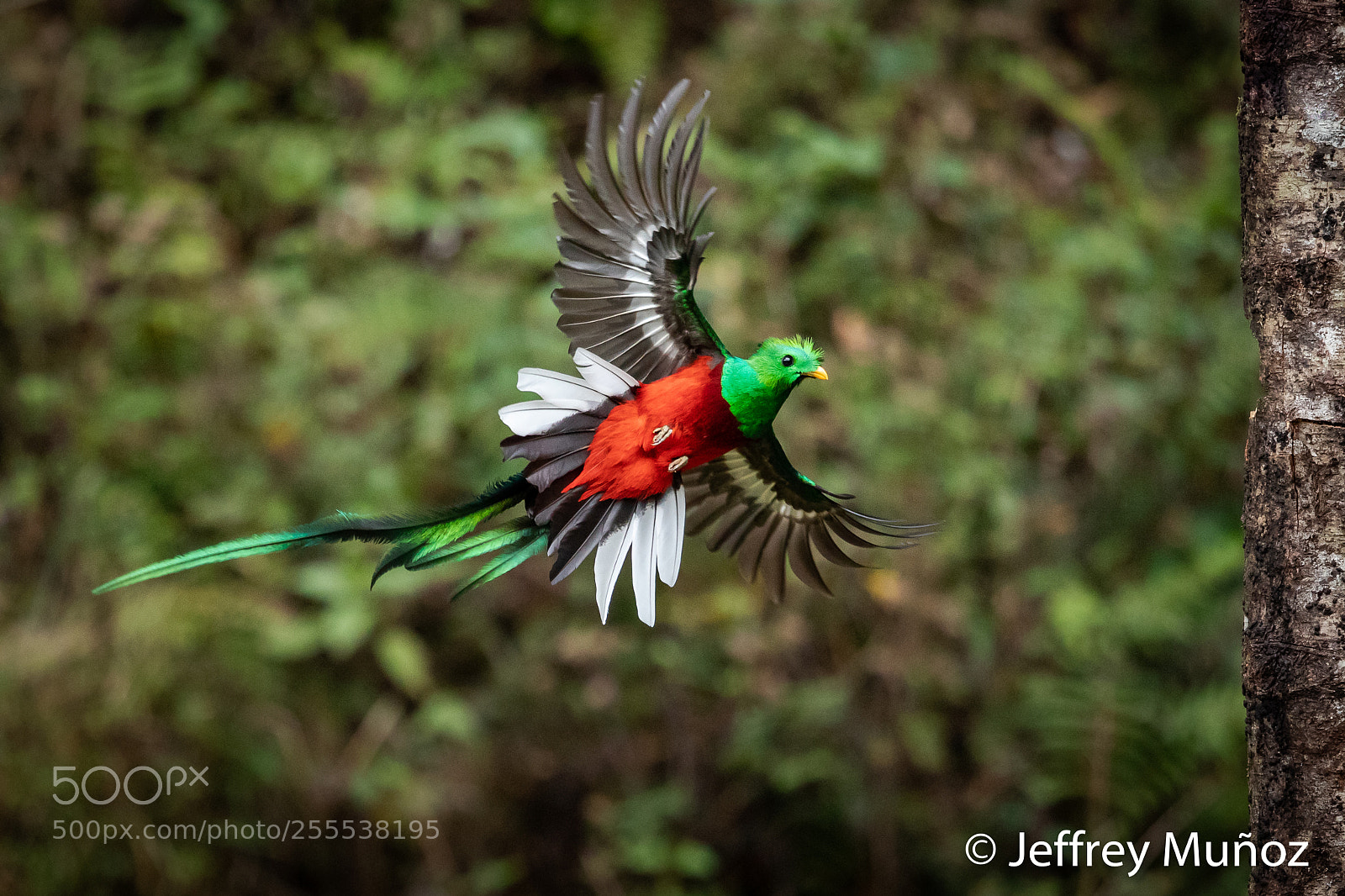 Canon EOS 5D Mark IV sample photo. Resplendent quetzal photography