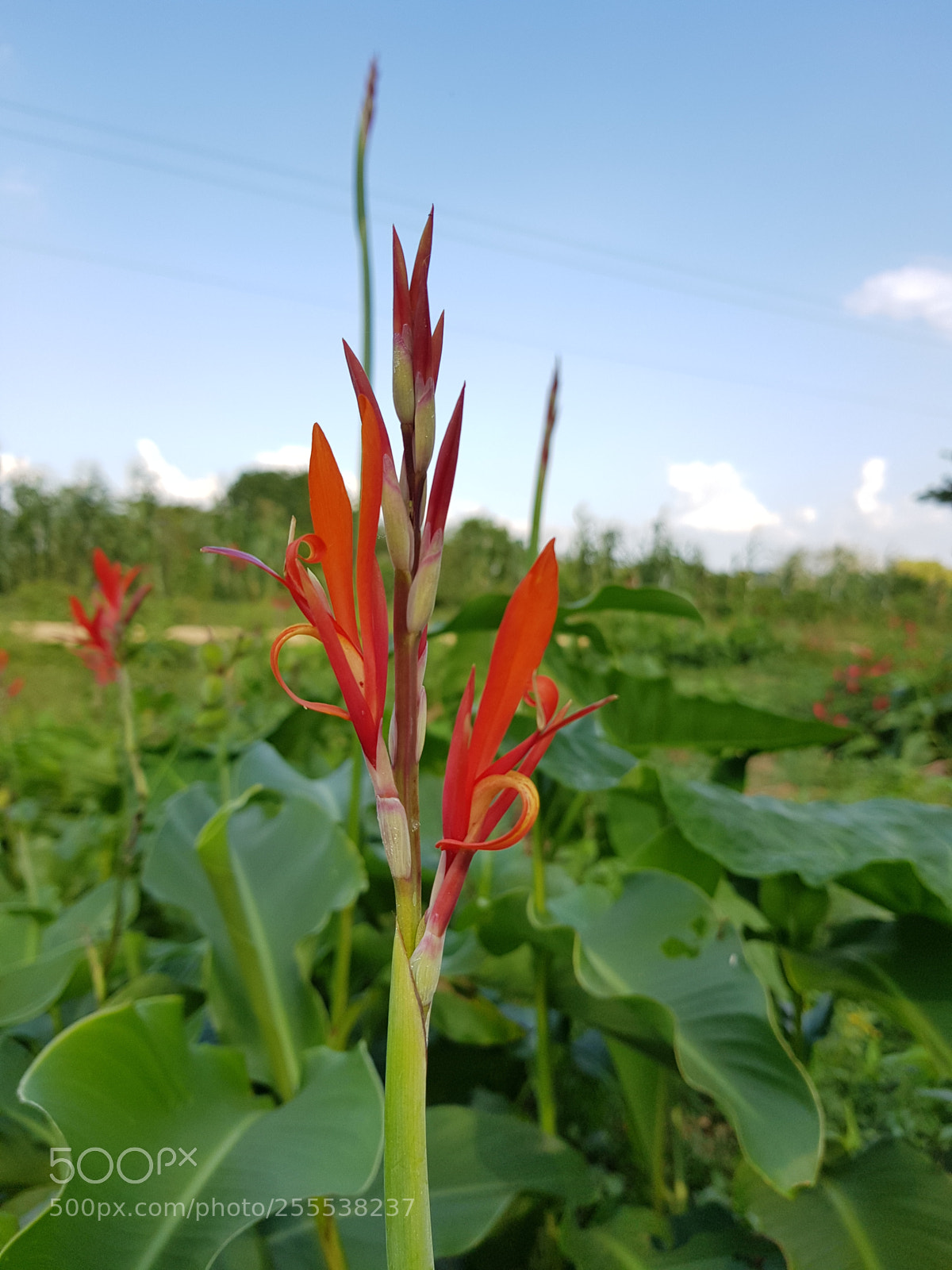 Samsung Galaxy S8+ sample photo. Chiflador photography