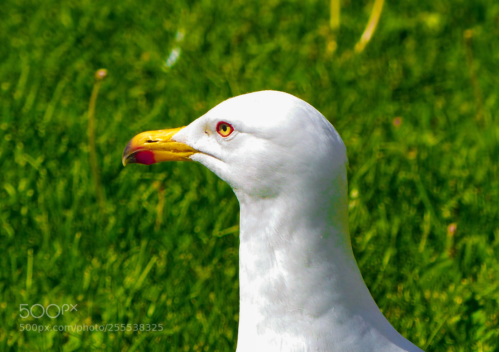 Panasonic Lumix DMC-FZ200 sample photo. Bird photography
