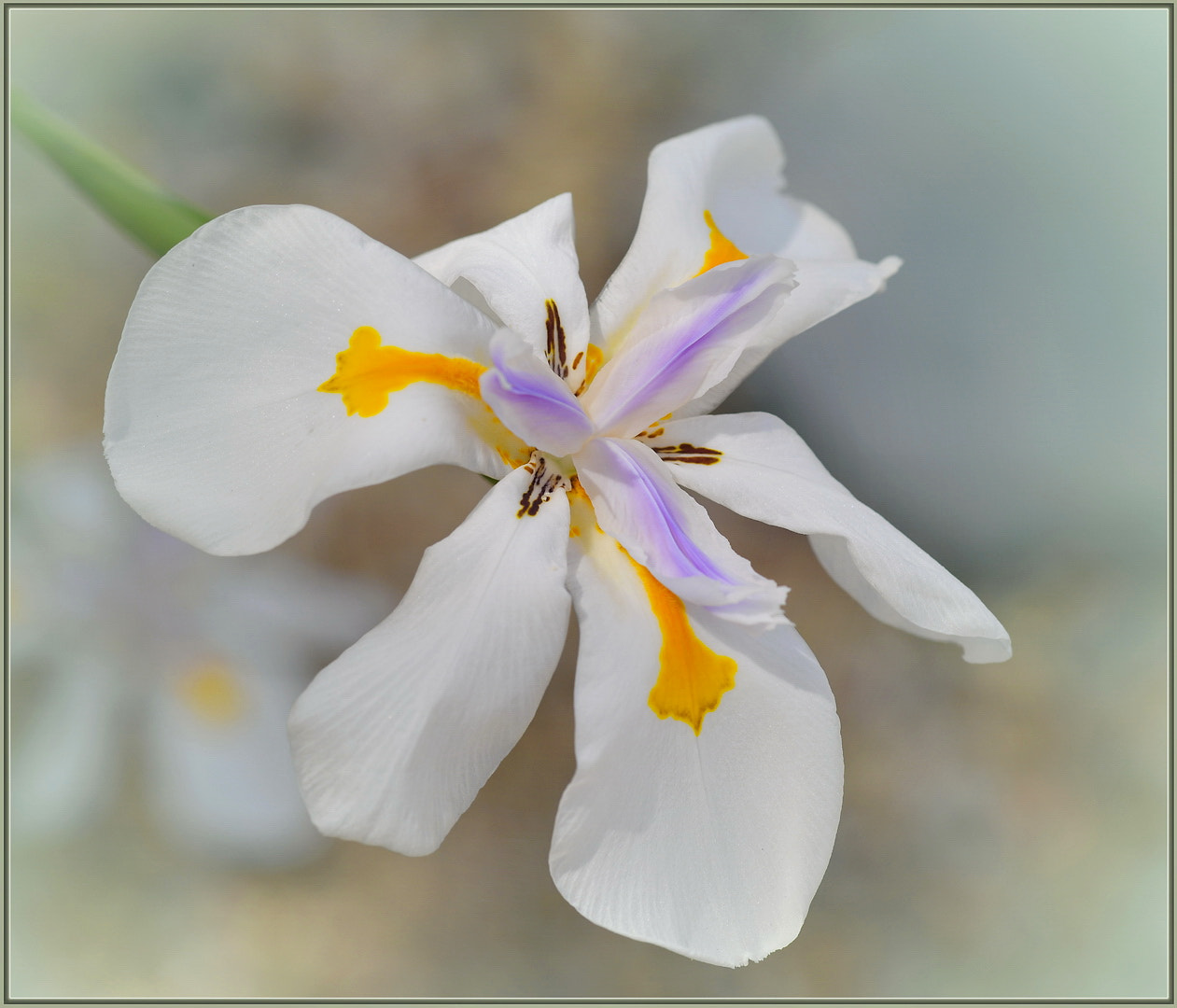 Nikon D850 + Sigma 105mm F2.8 EX DG OS HSM sample photo. White siberian iris photography