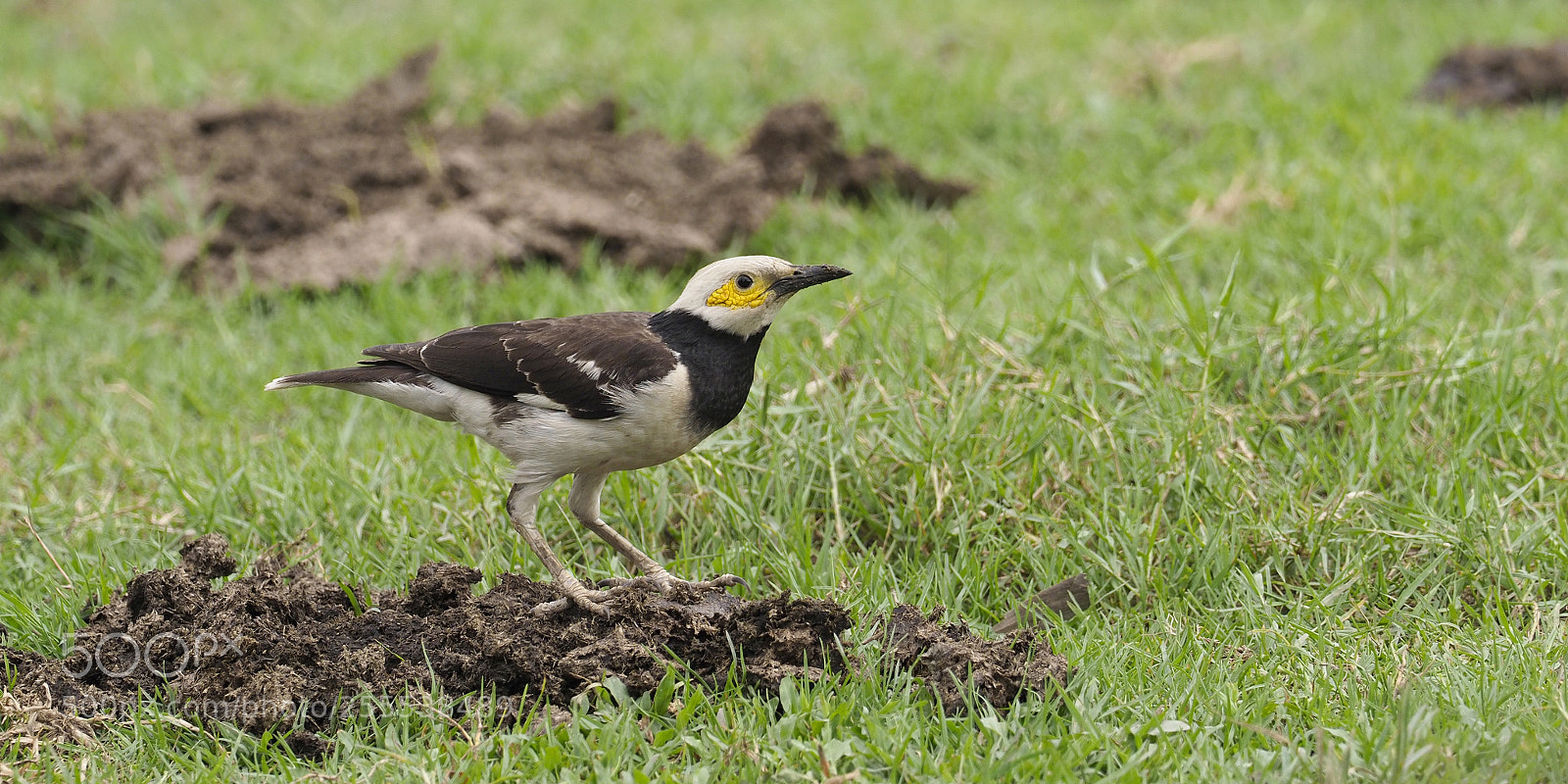 Olympus OM-D E-M1 Mark II sample photo. Black-collared starling photography