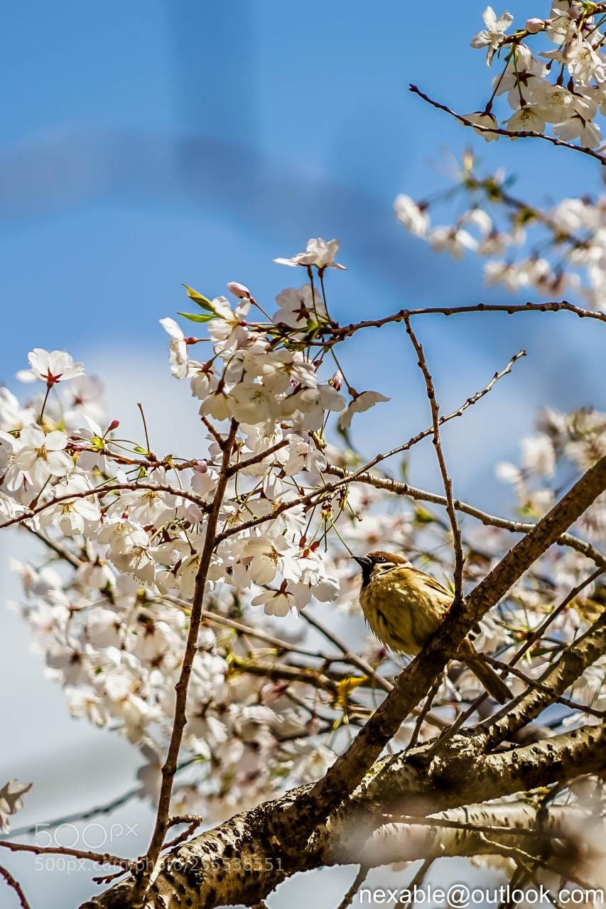 Sony a7 II sample photo. A bird photography