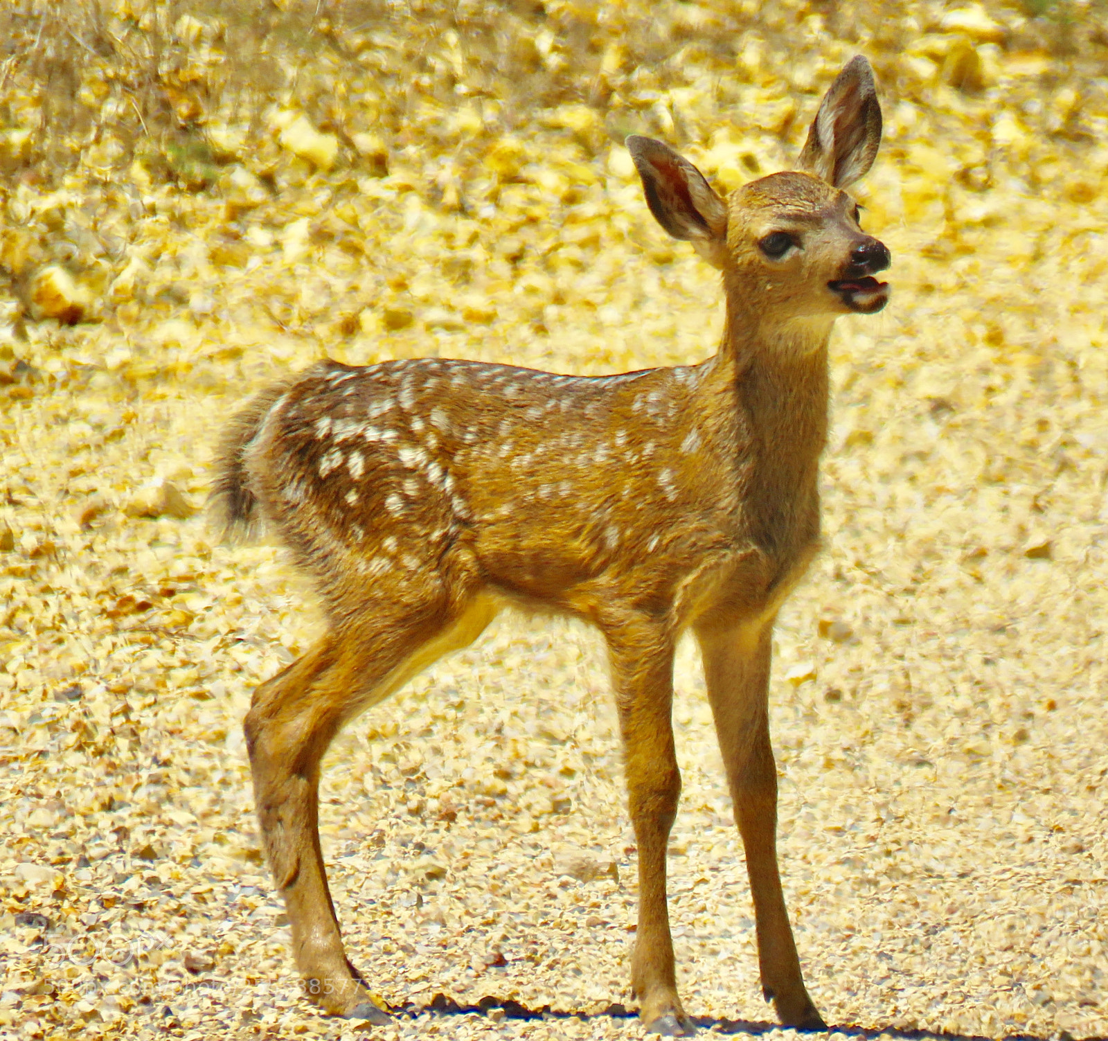 Canon PowerShot SX60 HS sample photo. Momma! photography