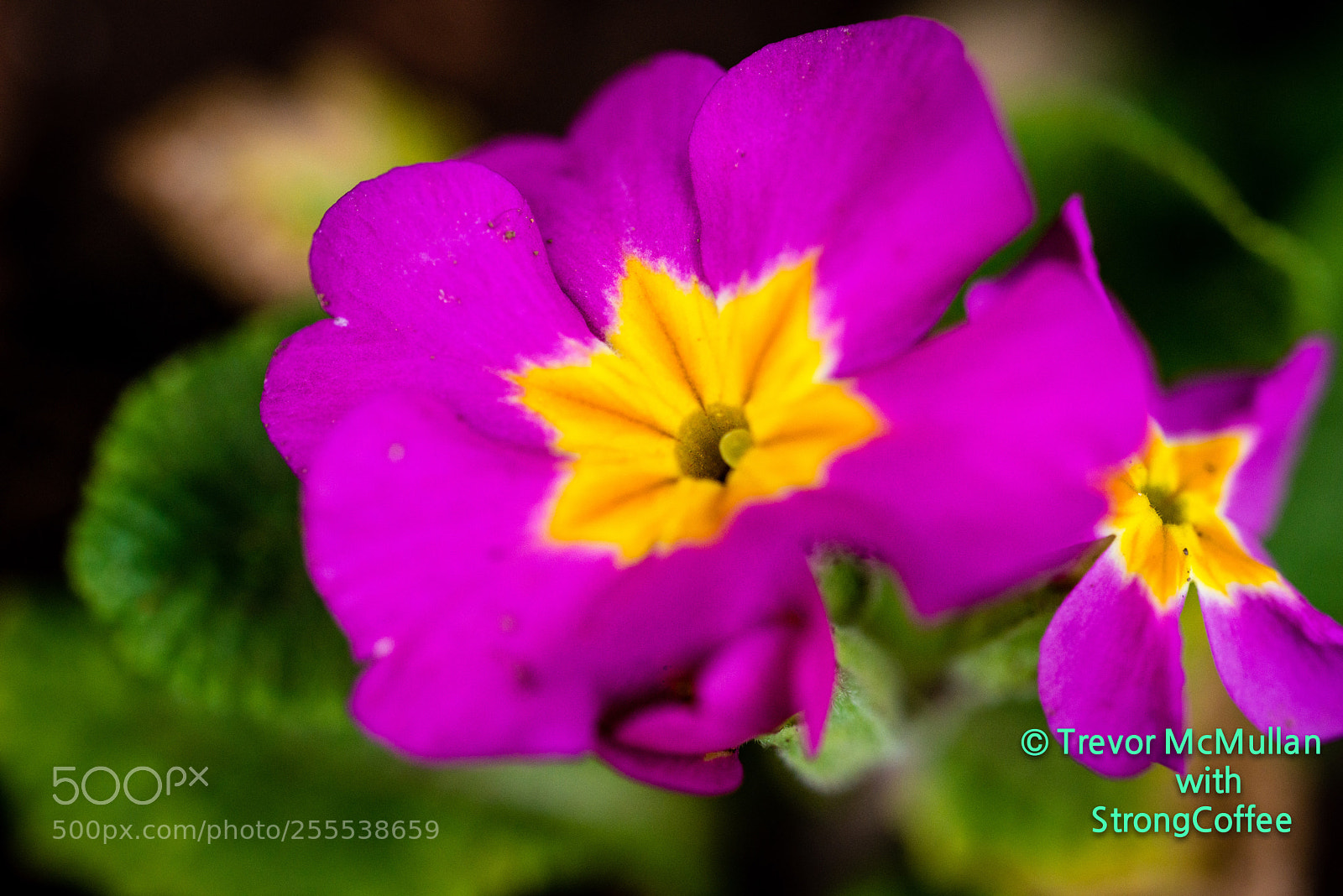 Nikon D800 sample photo. Little red and yellow photography