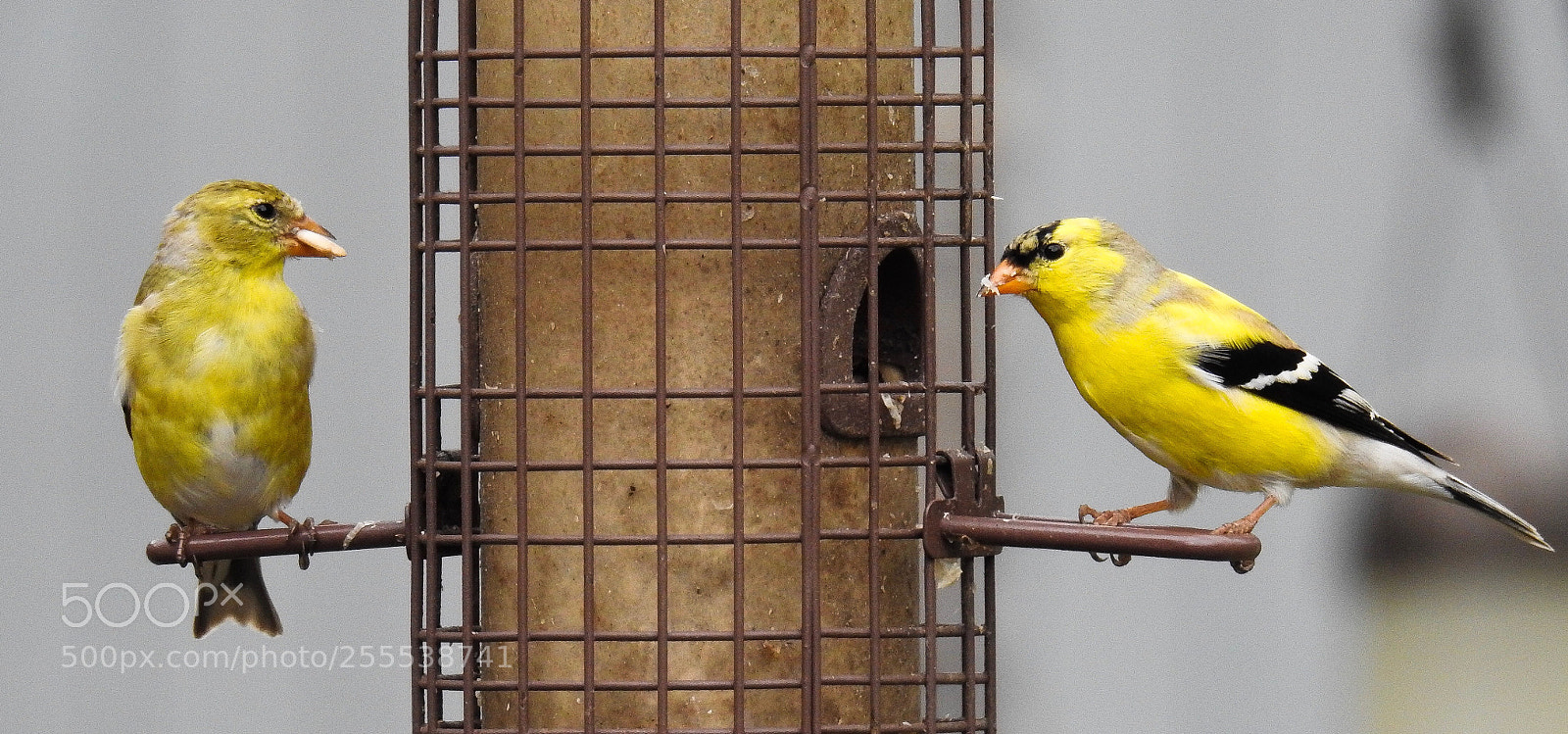 Nikon Coolpix P900 sample photo. One finch, two finch photography
