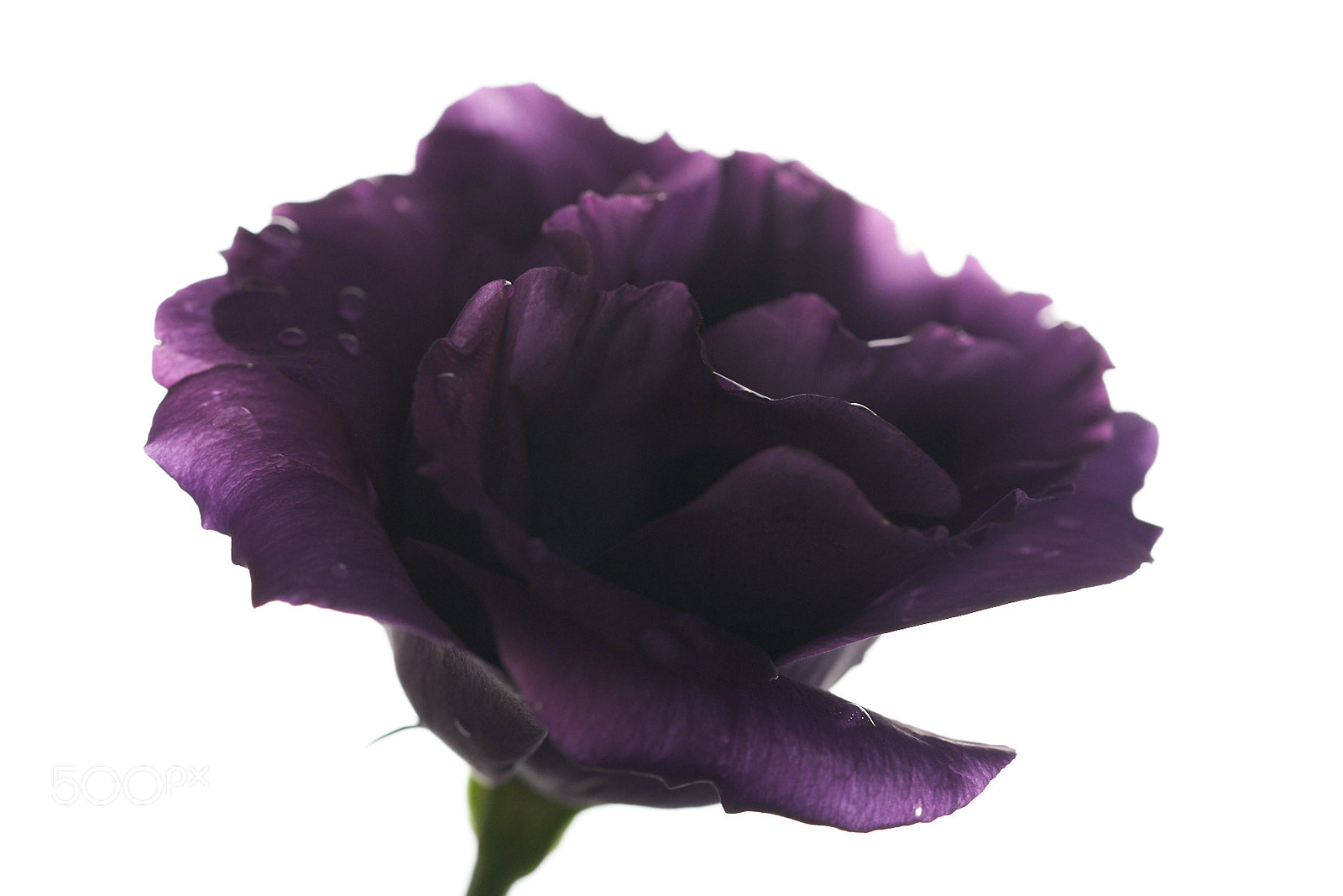 Sony a9 sample photo. Bellflower photography