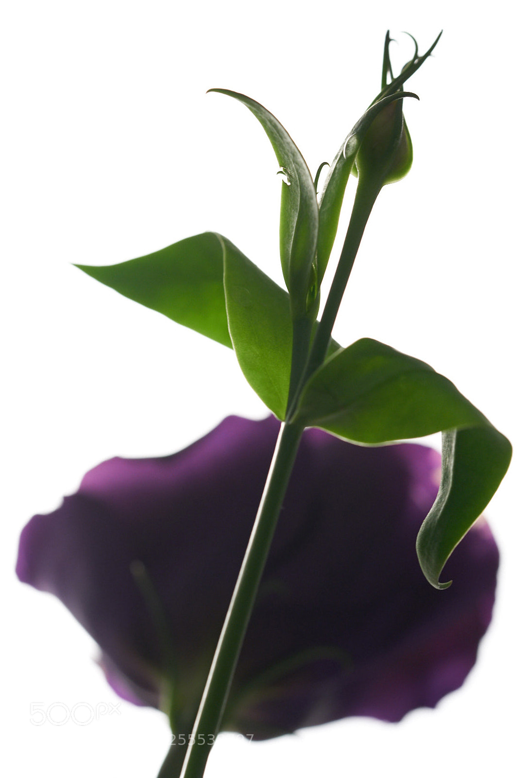 Sony a9 sample photo. Bellflower photography