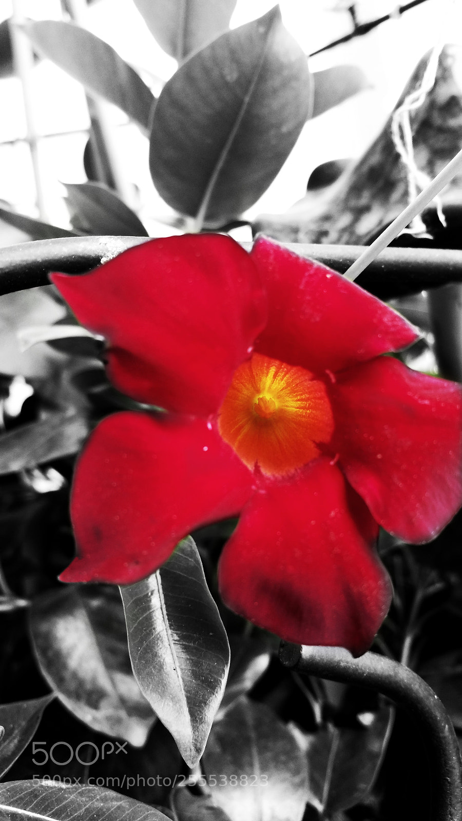 Samsung Galaxy Note4 sample photo. First edit photography