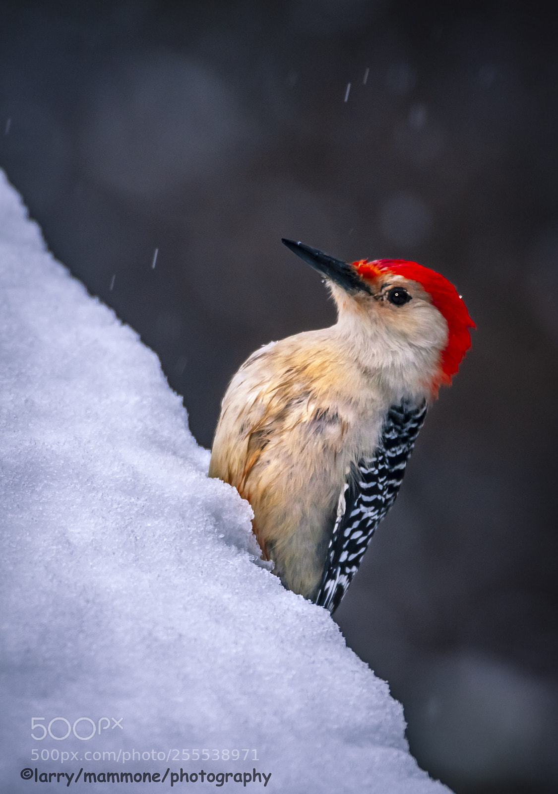 Canon EOS 40D sample photo. Red belly woodpecker photography